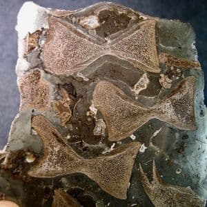 JURASSIC ICHTHYOSAUR VERTEBRAE IN CROSS SECTION - 180 million years old - Whitby, Yorkshire