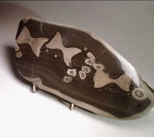 JURASSIC ICHTHYOSAUR VERTEBRAE IN CROSS SECTION - 180 million years old - Whitby, Yorkshire