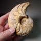 JURASSIC NAUTILUS  - 180 million years old - Ilminster, Somerset