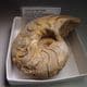 JURASSIC NAUTILUS  - 180 million years old - Ilminster, Somerset