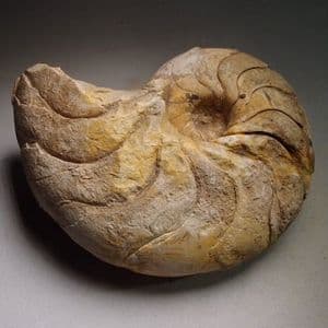 JURASSIC NAUTILUS  - 180 million years old - Ilminster, Somerset