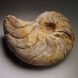 JURASSIC NAUTILUS - 180 million years old - Ilminster, Somerset