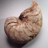 JURASSIC NAUTILUS - 180 million years old - Ilminster, Somerset