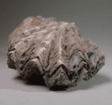 JURASSIC OYSTER - 160 million years old - Peterborough