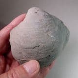 JURASSIC OYSTER (Gryphaea dilatata) - 160 million years old - Peterborough