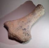 JURASSIC PLESIOSAUR HUMERUS - Oxford Clay - Orton, Peterborough