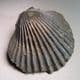 JURASSIC SCALLOP (BIVALVE)  - 190 million years old - Gloucestershire