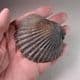 JURASSIC SCALLOP (BIVALVE)  - 190 million years old - Gloucestershire