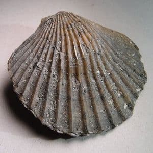 JURASSIC SCALLOP (BIVALVE) - 190 million years old - Gloucestershire