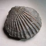 JURASSIC SCALLOP (BIVALVE) - 190 million years old - Gloucestershire