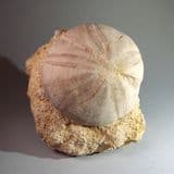 JURASSIC SEA URCHIN (ECHINOID) - 170 million years old - Gloucestershire
