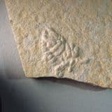 JURASSIC SQUID COPROLITE - 150 million years old - Solnhofen, Germany