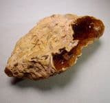 KAURI GUM - North Island, New Zealand