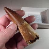 LARGE AND IMPRESSIVE DINOSAUR TOOTH - (10.8 CENTIMETRES) - 95 million years old - Morocco