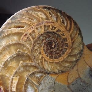 LARGE CRETACEOUS NAUTILUS (CUT AND POLISHED) - 180 million years old - Madagascar
