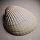 LARGE FOSSIL BIVALVE MOLLUSC  -  45 million years old  - France