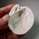 LARGE FOSSIL BIVALVE MOLLUSC  -  45 million years old  - France