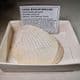 LARGE FOSSIL BIVALVE MOLLUSC  -  45 million years old  - France