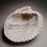 LARGE FOSSIL BIVALVE MOLLUSC - 45 million years old - France