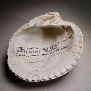 LARGE FOSSIL BIVALVE MOLLUSC - 45 million years old - France