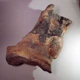 LARGE FOSSIL ELEPHANT BONE - Two million years old - Suffolk
