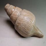 LARGE FOSSIL GASTROPOD - 40 million years old - Barton-on-Sea, Hampshire