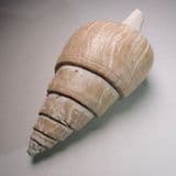 LARGE FOSSIL GASTROPOD - 40 million years old - Barton-on-Sea, Hampshire