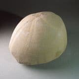 LARGE FOSSIL SEA URCHIN (ECHINOID) FROM THE CHALK - 70 million years old - Netherlands