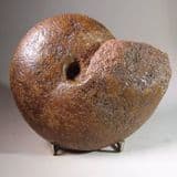 LARGE JURASSIC AMMONITE - 170 million years old - Germany