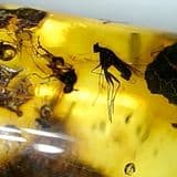 LARGE PIECE OF AMBER WITH AT LEAST SEVEN FOSSIL INSECTS - 40 million years old - Baltic