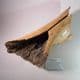 LEG BONE OF A WOOLLY RHINOCEROS  - 20,000 years old - Cambridgeshire
