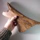 LEG BONE OF A WOOLLY RHINOCEROS  - 20,000 years old - Cambridgeshire