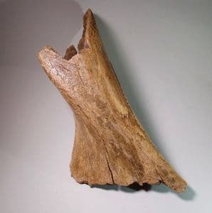LEG BONE OF A WOOLLY RHINOCEROS  - 20,000 years old - Cambridgeshire