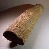 LEPIDODENDRON (BRANCH OF A PREHISTORIC TREE) - 300 million years old - Barnsley, Yorkshire