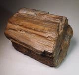 LOG OF FOSSILISED WOOD FROM SAUDI ARABIA