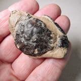 LONDON CLAY FOSSIL CRAB - (Portunites incerta) - 50 million years old - Seasalter, Kent