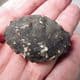 LONDON CLAY FOSSIL CRAB - (Zanthopsis leachii) - 50 million years old  -  Isle of Sheppey, Kent