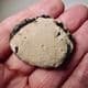 LONDON CLAY FOSSIL CRAB - (Zanthopsis leachii) - 50 million years old  -  Isle of Sheppey, Kent