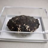 LONDON CLAY FOSSIL CRAB - (Zanthopsis leachii) - 50 million years old  -  Isle of Sheppey, Kent