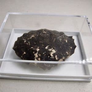 LONDON CLAY FOSSIL CRAB - (Zanthopsis leachii) - 50 million years old - Isle of Sheppey, Kent