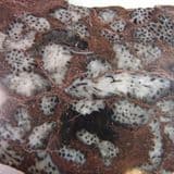 MADREPORE MARBLE - Devon