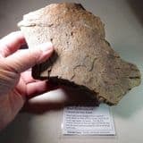 MAMMOTH BONE - about 20,000 years old - dredged off Clacton, Essex