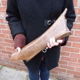 MAMMOTH LEG BONE - About 20,000 years old - Dredged from the North Sea off Lowestoft