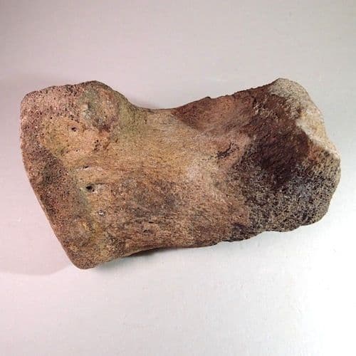 MAMMOTH TOE BONE - about 20 000 years old - Clacton Essex