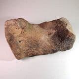 MAMMOTH TOE BONE - about 20,000 years old - Clacton, Essex