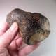 MAMMOTH TOE BONE -  about 20,000 years old - Dredged from the North Sea floor