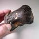 MAMMOTH TOE BONE -  about 20,000 years old - Dredged from the North Sea floor