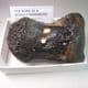 MAMMOTH TOE BONE -  about 20,000 years old - Dredged from the North Sea floor
