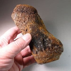 MAMMOTH TOE BONE - about 20,000 years old - Dredged from the North Sea floor