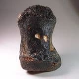 MAMMOTH TOE BONE - about 20,000 years old - Dredged from the North Sea floor